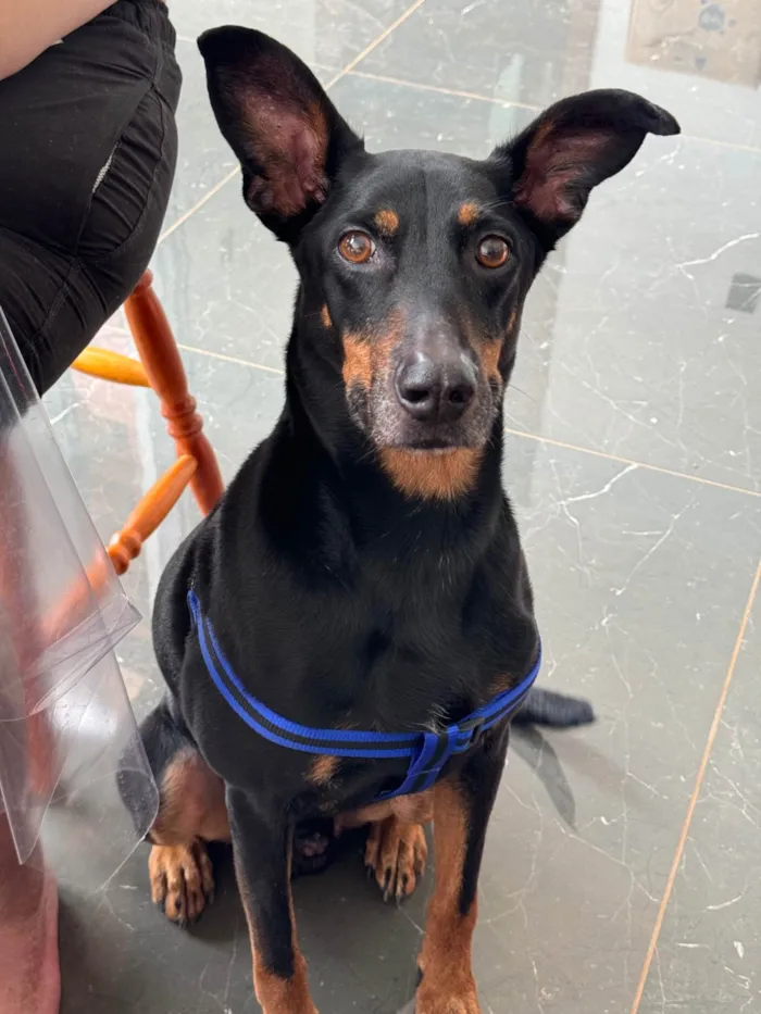 Cachorro ra a SRD-ViraLata idade 5 anos nome Julius