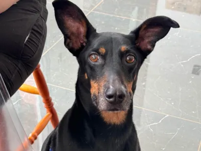 Cachorro raça SRD-ViraLata idade 5 anos nome Julius