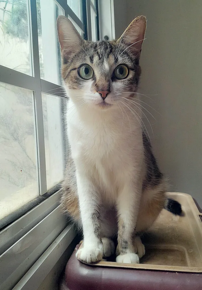 Gato ra a SRD-ViraLata idade 2 anos nome Luna