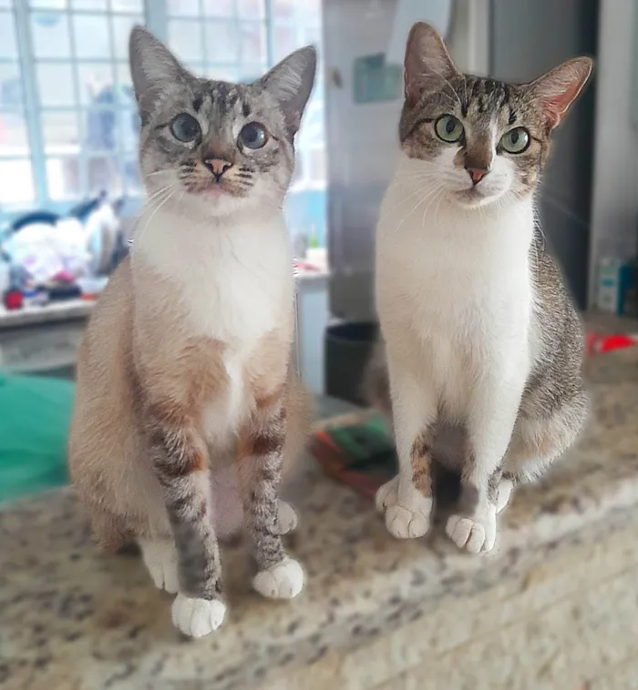 Gato ra a SRD-ViraLata idade 2 anos nome Luna