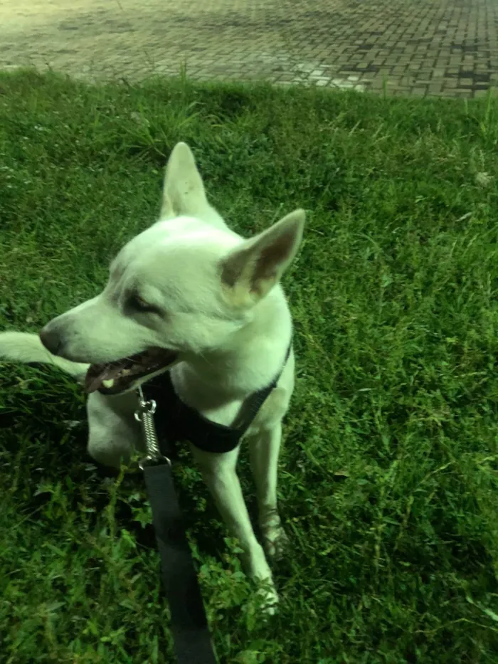 Cachorro ra a SRD-ViraLata idade 2 anos nome Apolo