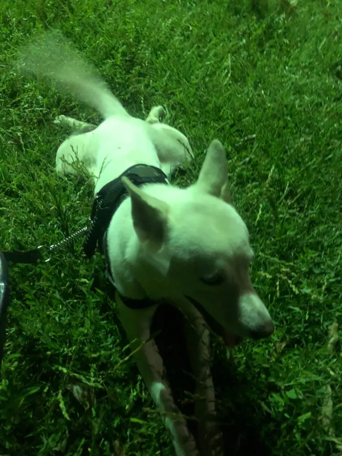 Cachorro ra a SRD-ViraLata idade 2 anos nome Apolo