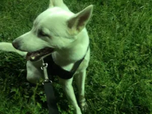 Cachorro raça SRD-ViraLata idade 2 anos nome Apolo