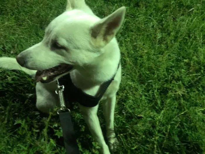 Cachorro ra a SRD-ViraLata idade 2 anos nome Apolo