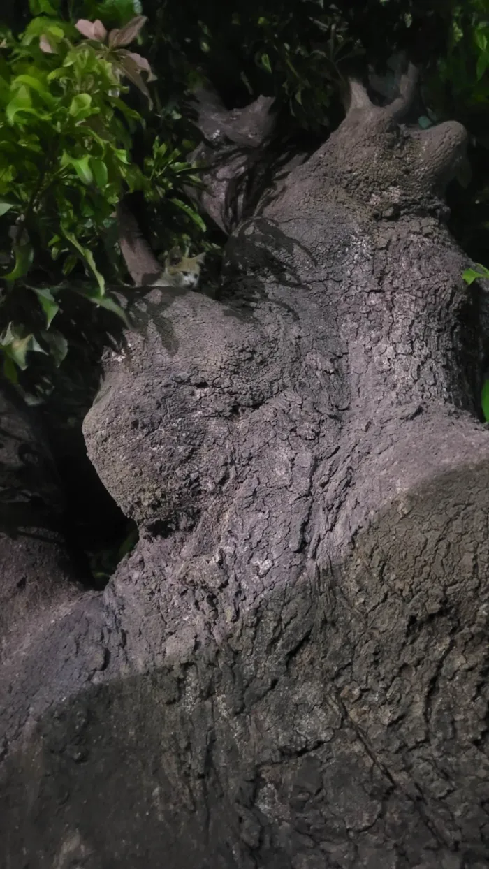 Gato ra a SRD-ViraLata idade 2 a 6 meses nome Sem nome