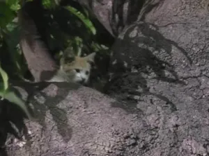 Gato raça SRD-ViraLata idade 2 a 6 meses nome Sem nome