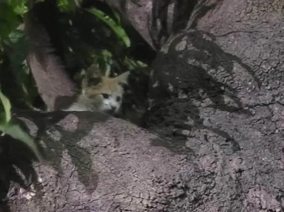 Gato ra a SRD-ViraLata idade 2 a 6 meses nome Sem nome