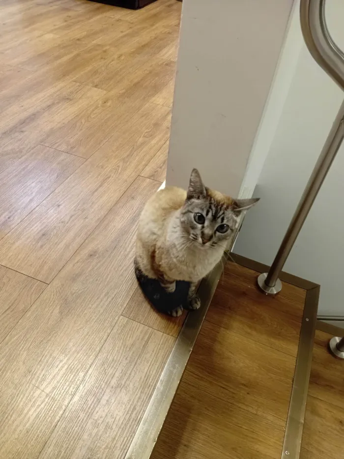 Gato ra a Siamês idade 1 ano nome Sem nome 