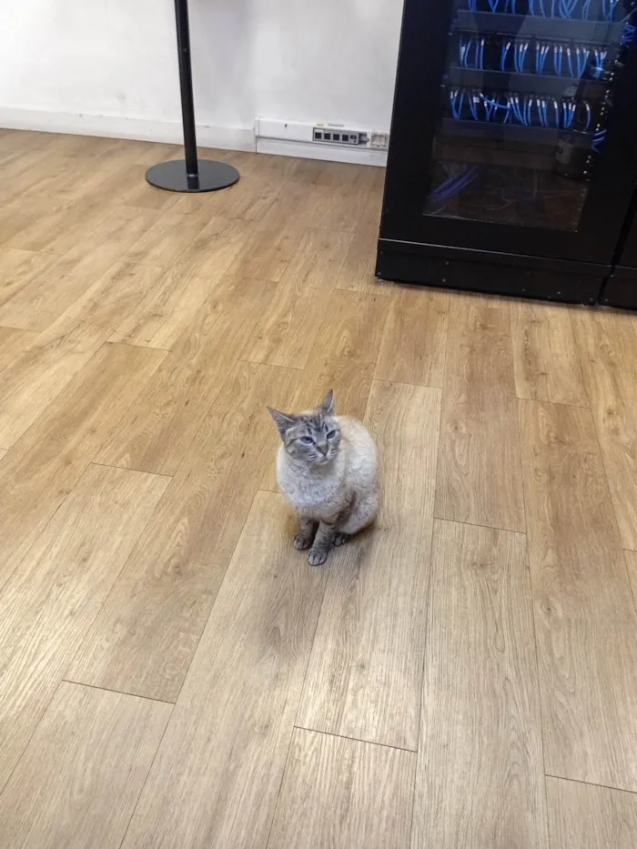 Gato ra a Siamês idade 1 ano nome Sem nome 