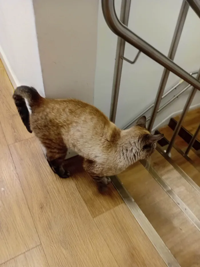 Gato ra a Siamês idade 1 ano nome Sem nome 