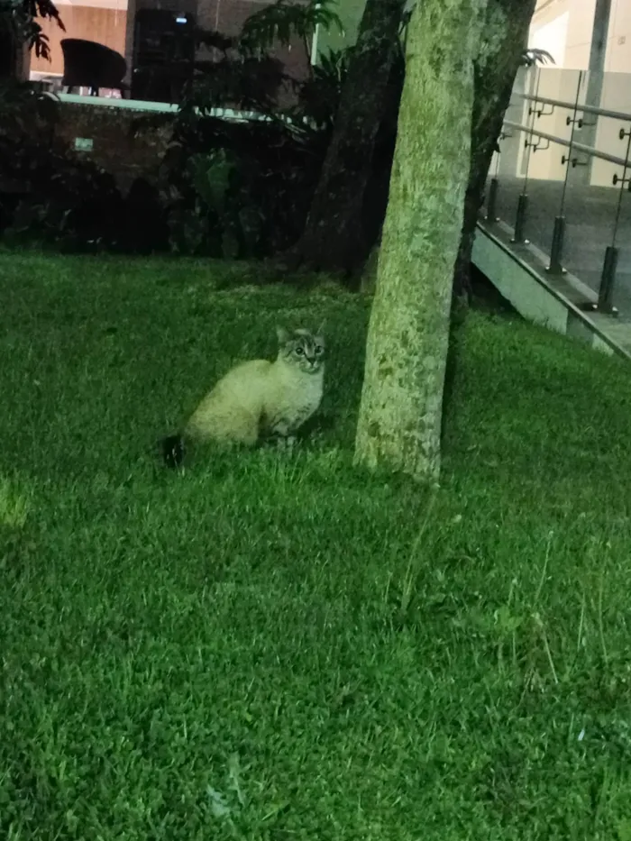 Gato ra a Siamês idade 1 ano nome Sem nome 