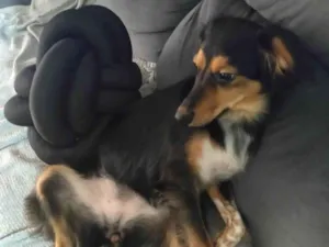 Cachorro raça SRD-ViraLata idade 2 anos nome Phoebe