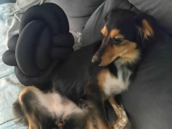 Cachorro raça SRD-ViraLata idade 2 anos nome Phoebe