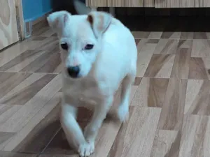 Cachorro raça SRD-ViraLata idade 2 a 6 meses nome Branca