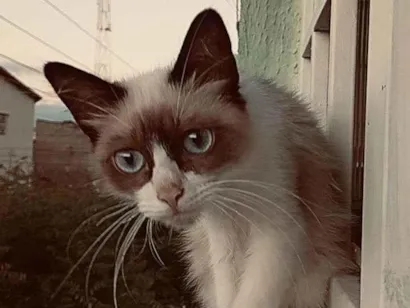 Gato raça Siamês idade 7 a 11 meses nome Polegar e gordo 