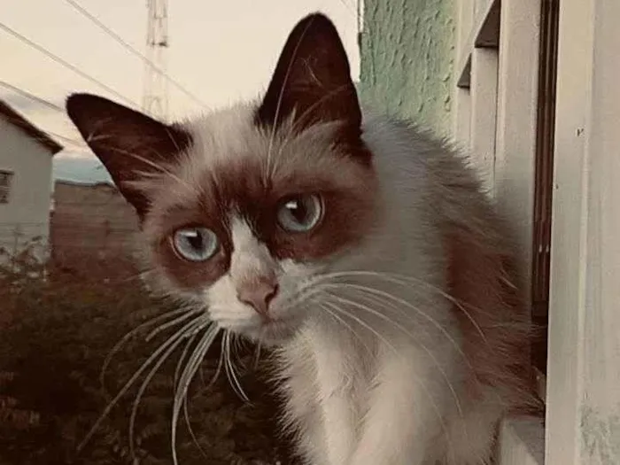 Gato raça Siamês idade 7 a 11 meses nome Polegar e gordo 