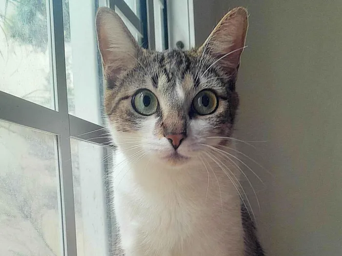 Gato ra a SRD-ViraLata idade 2 anos nome Luna