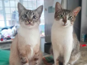 Gato raça SRD-ViraLata idade 2 anos nome Luna