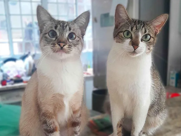 Gato ra a SRD-ViraLata idade 2 anos nome Luna