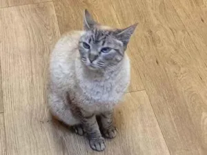 Gato raça Siamês idade 1 ano nome Sem nome