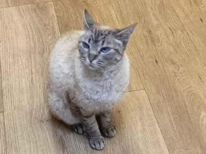 Gato raça Siamês idade 1 ano nome Sem nome