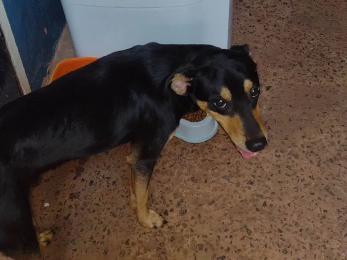 Cachorro ra a SRD-ViraLata idade 2 anos nome Benny
