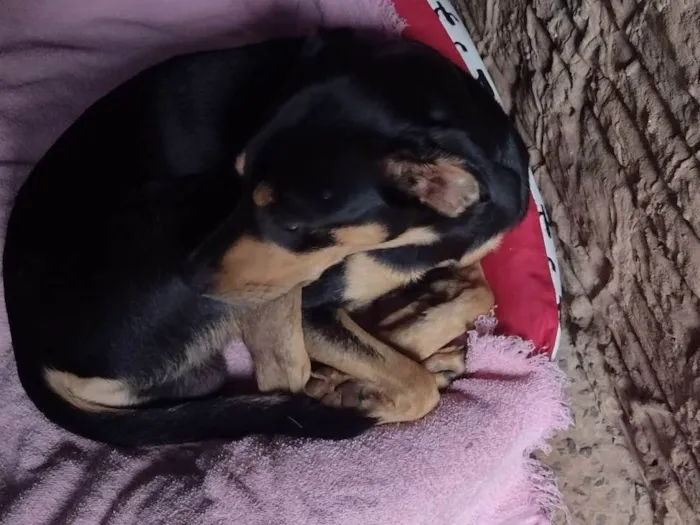 Cachorro ra a SRD-ViraLata idade 2 anos nome Benny