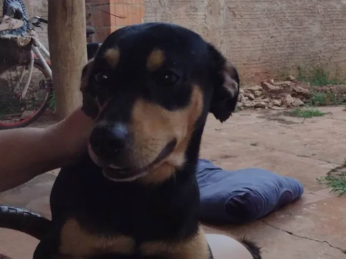 Cachorro ra a SRD-ViraLata idade 2 anos nome Benny