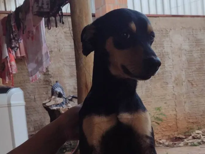Cachorro ra a SRD-ViraLata idade 2 anos nome Benny