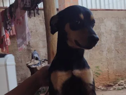 Cachorro raça SRD-ViraLata idade 2 anos nome Benny