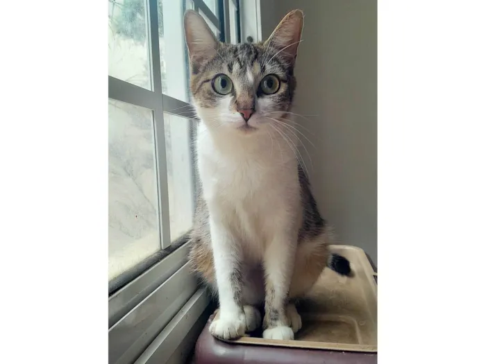 Gato ra a SRD-ViraLata idade 2 anos nome Luna