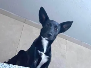 Cachorro raça SRD-ViraLata idade 7 a 11 meses nome Namy