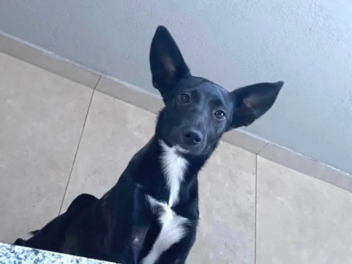 Cachorro ra a SRD-ViraLata idade 7 a 11 meses nome Namy