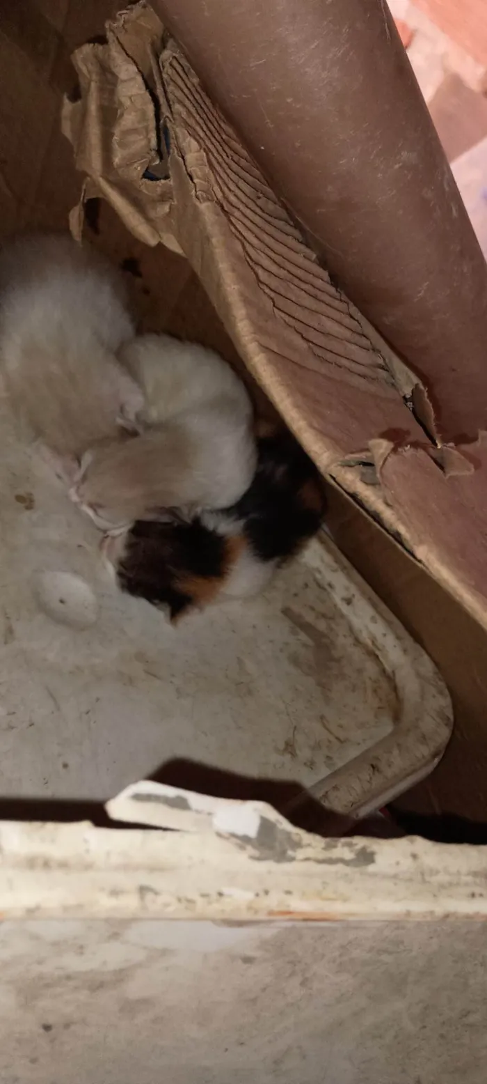 Gato ra a SRD-ViraLata idade Abaixo de 2 meses nome Não tem nome