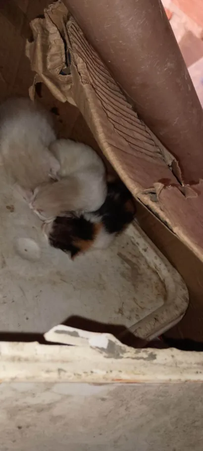Gato raça SRD-ViraLata idade Abaixo de 2 meses nome Não tem nome