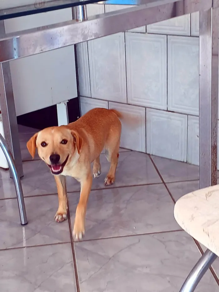 Cachorro ra a SRD-ViraLata idade 7 a 11 meses nome Mel