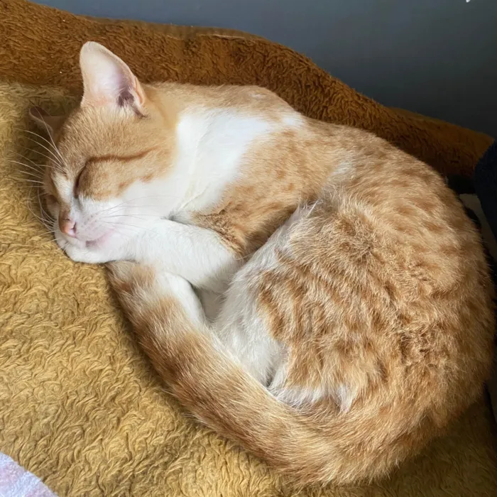 Gato ra a SRD-ViraLata idade 7 a 11 meses nome uilly