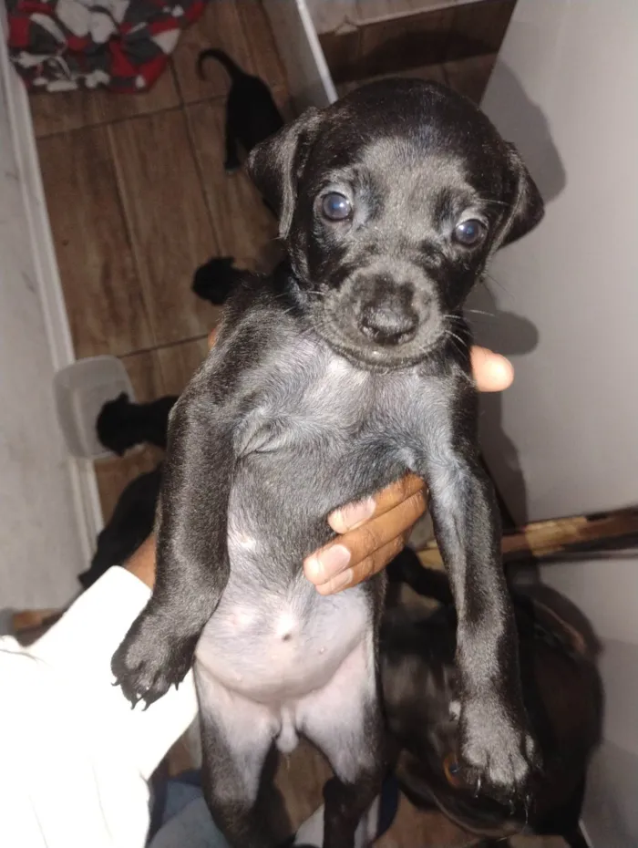 Cachorro ra a SRD-ViraLata idade Abaixo de 2 meses nome Sem nome