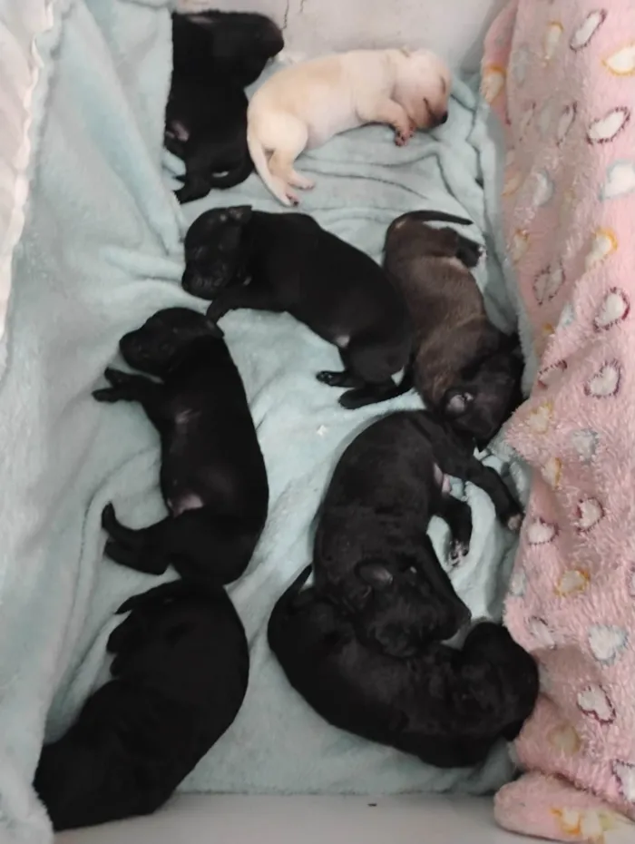 Cachorro ra a SRD-ViraLata idade Abaixo de 2 meses nome Sem nome