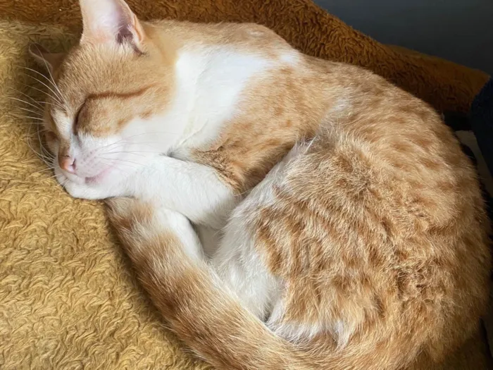 Gato ra a SRD-ViraLata idade 7 a 11 meses nome uilly