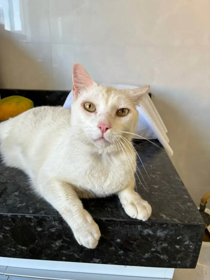 Gato ra a SRD-ViraLata idade 5 anos nome BUK