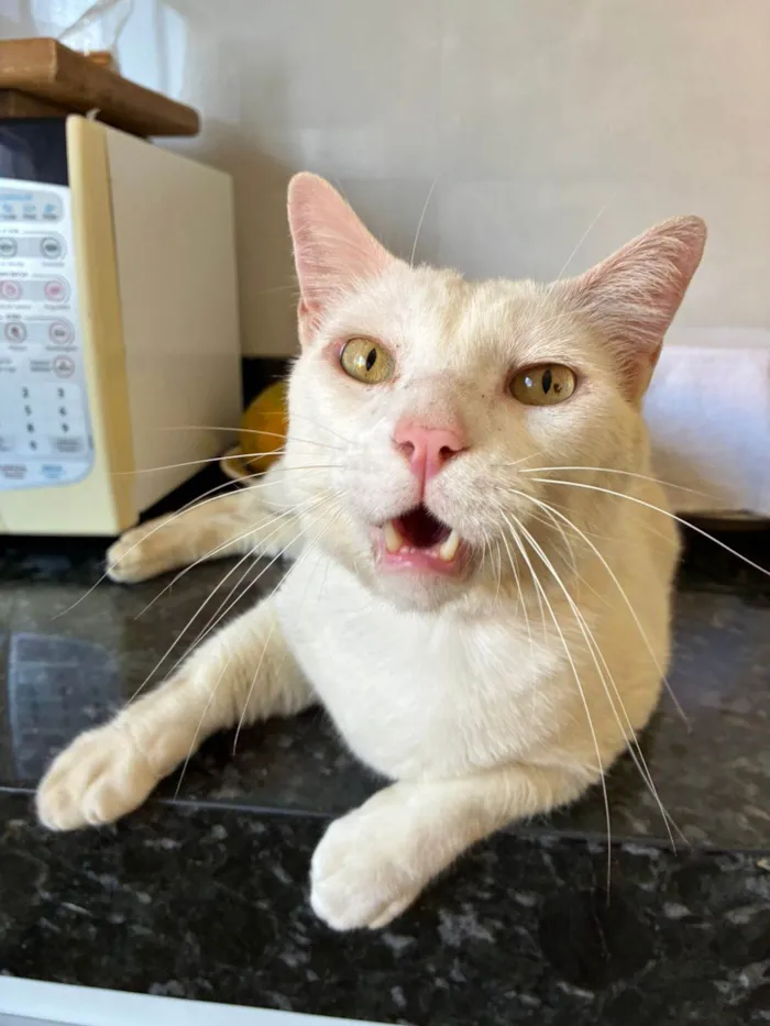Gato ra a SRD-ViraLata idade 5 anos nome BUK