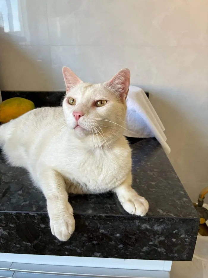 Gato ra a SRD-ViraLata idade 5 anos nome BUK