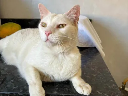 Gato raça SRD-ViraLata idade 5 anos nome BUK