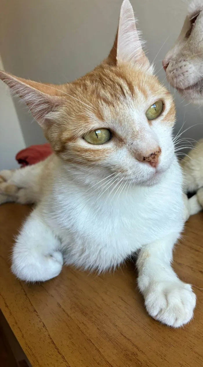 Gato ra a SRD-ViraLata idade 3 anos nome AMON