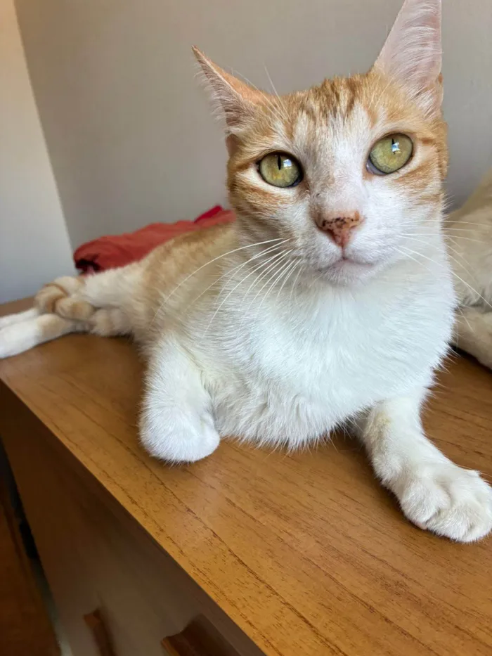 Gato ra a SRD-ViraLata idade 3 anos nome AMON