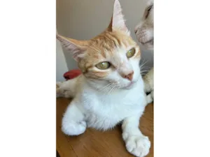 Gato raça SRD-ViraLata idade 3 anos nome AMON