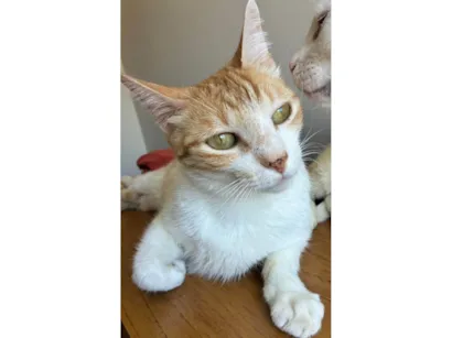 Gato raça SRD-ViraLata idade 3 anos nome AMON