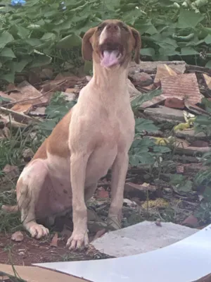 Cachorro raça SRD-ViraLata idade 2 a 6 meses nome Cmei 