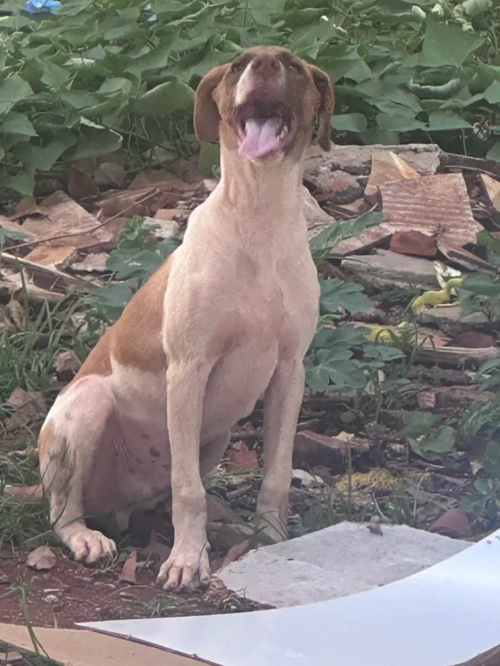 Cachorro ra a SRD-ViraLata idade 2 a 6 meses nome Cmei